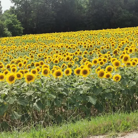 Relax Apartament Razkrizje