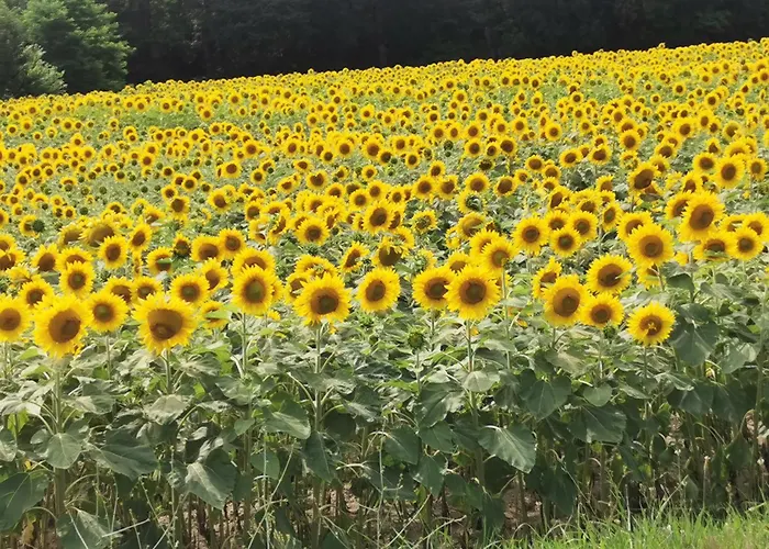 Relax 아파트 라즈크리제 지방 자치제